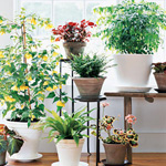 Utili houseplants utili Utili houseplants utili