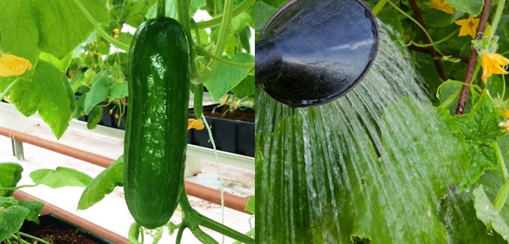 Giardiniere Gimmicks: le regole di cetrire d'irrigazione nel terreno aperto e la serra Giardiniere Gimmicks: le regole di cetrire d'irrigazione nel terreno aperto e la serra