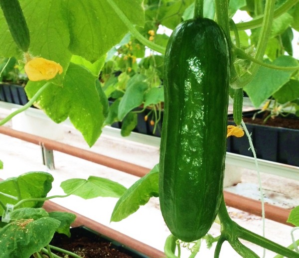 Giardiniere Gimmicks: le regole di cetrire d'irrigazione nel terreno aperto e la serra Giardiniere Gimmicks: le regole di cetrire d'irrigazione nel terreno aperto e la serra
