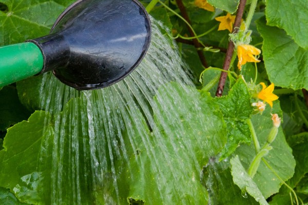 Giardiniere Gimmicks: le regole di cetrire d'irrigazione nel terreno aperto e la serra Giardiniere Gimmicks: le regole di cetrire d'irrigazione nel terreno aperto e la serra