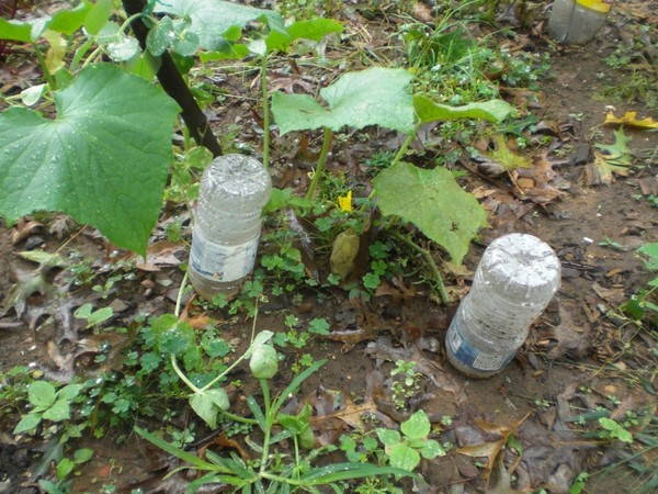 Giardiniere Gimmicks: le regole di cetrire d'irrigazione nel terreno aperto e la serra