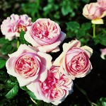 Annaffiare le rose Annaffiare le rose