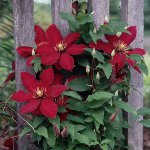 Impianto di Clematis Impianto di Clematis