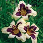 Piantare daylilies Piantare daylilies