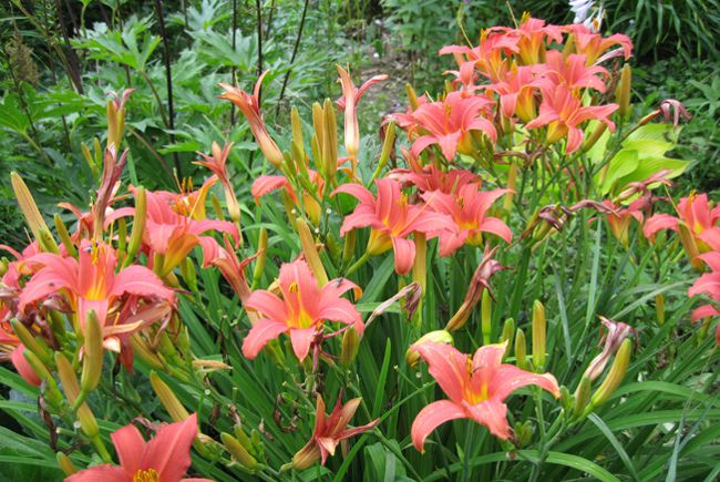 Piantare daylilies