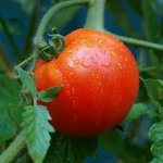 Irrigazione corretta di pomodori Irrigazione corretta di pomodori