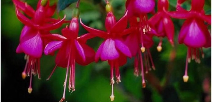 fiori fucsia