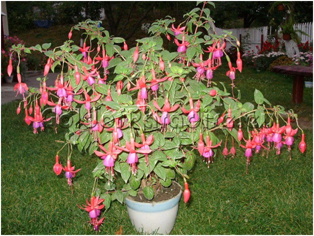 fucsia in una vasca