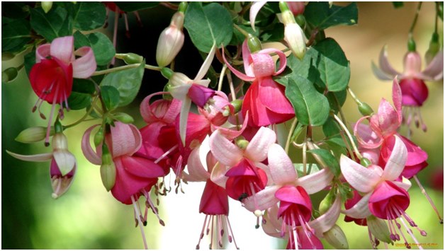 Cura adeguata per fucsia