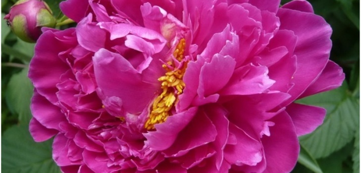 bella peonia