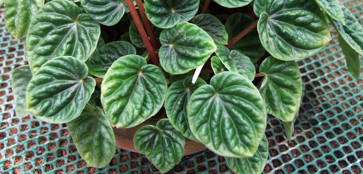 Cura per il pyperium