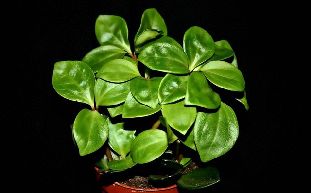 Cura per il pyperium