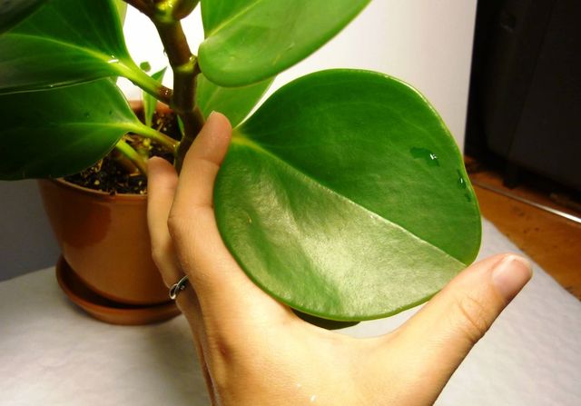 Cura per il pyperium