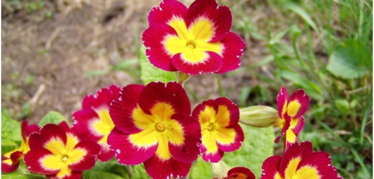 fiori primaverili
