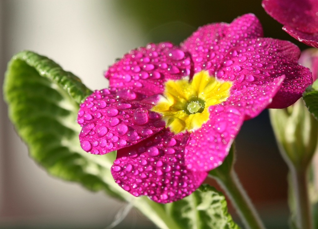fiore di primicole