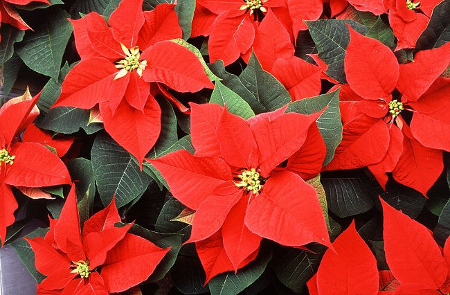 Poinsettia: La Stella di Natale