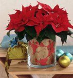 Poinsettia: La Stella di Natale Poinsettia: La Stella di Natale