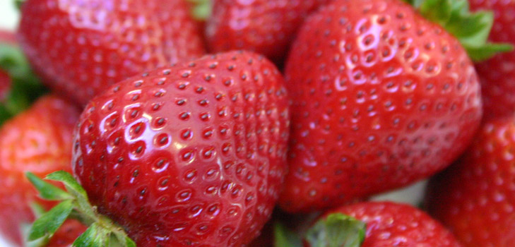 Piantine di fragole e fragole