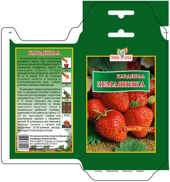 Piantine di fragole e fragole