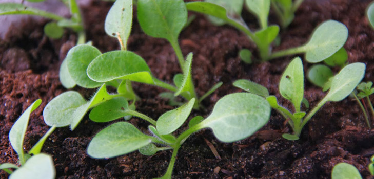Piantine di petunia