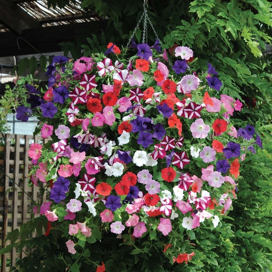 Piantine di petunia