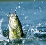 Pesca: basi per principianti Pesca: basi per principianti