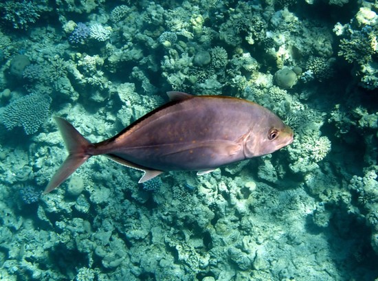 Pesci grandi e piccoli: i posti migliori per la pesca in Crimea