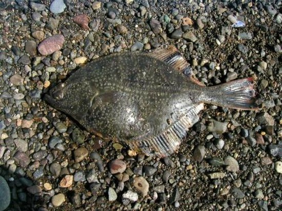 Pesci grandi e piccoli: i posti migliori per la pesca in Crimea
