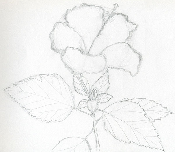 Figura Fiore