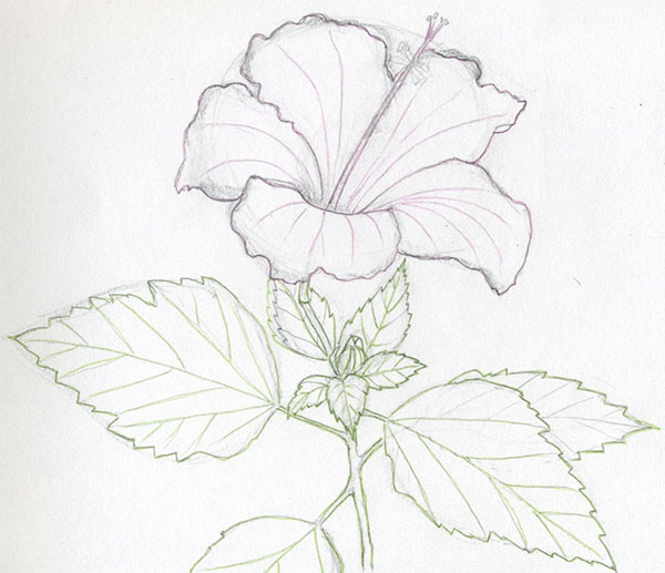 Figura Fiore