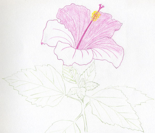 Figura Fiore