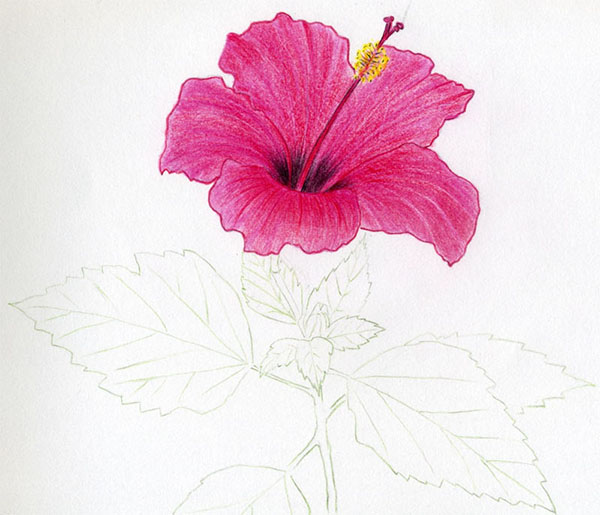 Figura Fiore