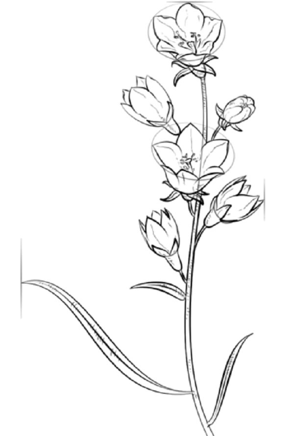 Figura Fiore