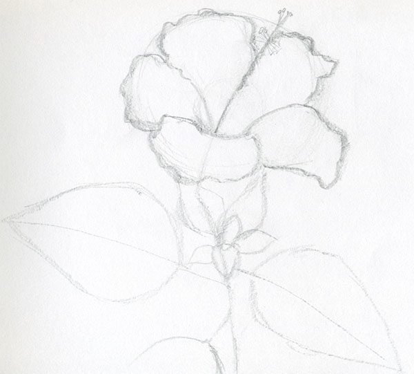 Figura Fiore