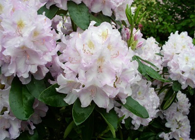 rododendro