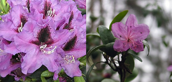 rododendro