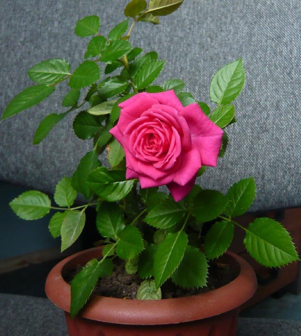 Rose a casa: cura e contenuto Rose a casa: cura e contenuto