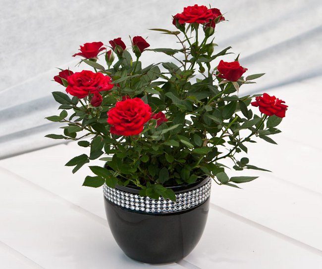 Rose a casa: cura e contenuto Rose a casa: cura e contenuto