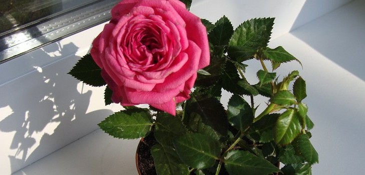 Rose a casa: cura e contenuto Rose a casa: cura e contenuto