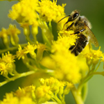 Allergia ai pollini Allergia ai pollini