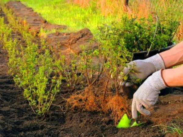 Bosso - decorazione sempreverde per il giardino e il davanzale