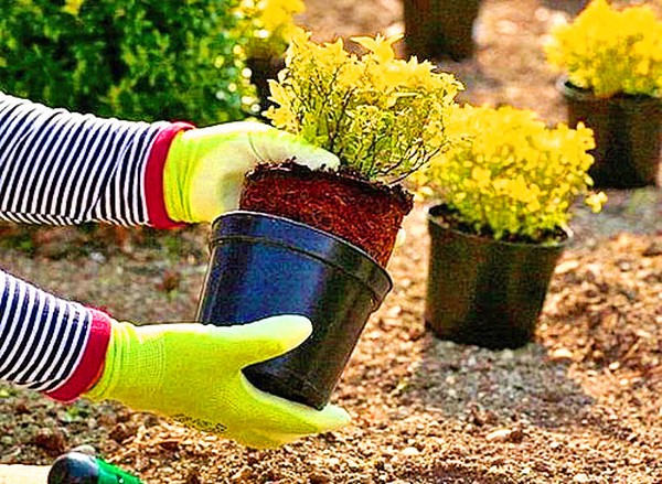 Bosso - decorazione sempreverde per il giardino e il davanzale