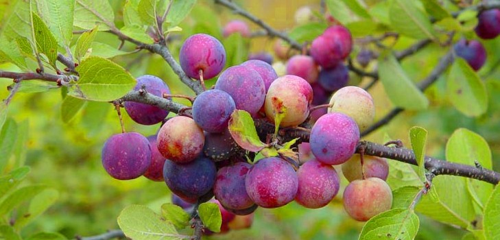 Il giardino affonda le migliori varietà per la coltivazione