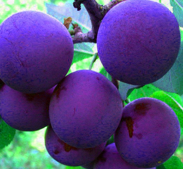 Il giardino affonda le migliori varietà per la coltivazione