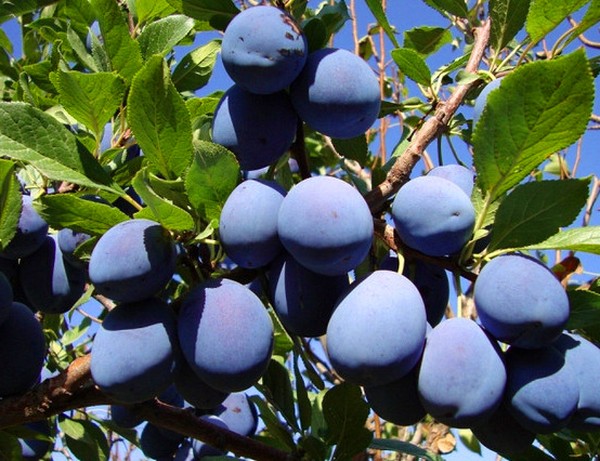 Il giardino affonda le migliori varietà per la coltivazione