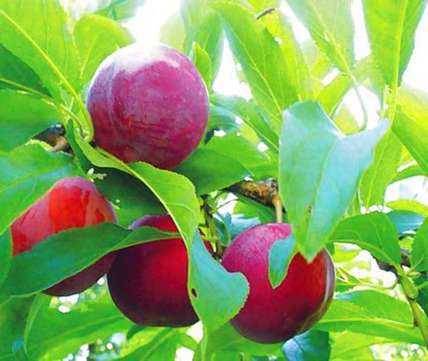 Il giardino affonda le migliori varietà per la coltivazione
