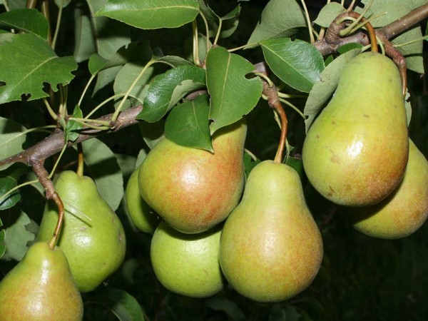 I migliori gradi di pere: descrizioni, piantatura e cura, foto