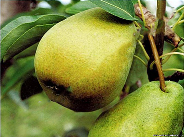 I migliori gradi di pere: descrizioni, piantatura e cura, foto