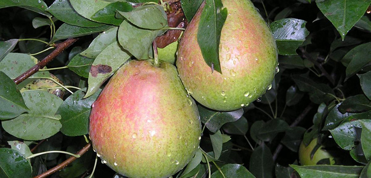 I migliori gradi di pere: descrizioni, piantatura e cura, foto