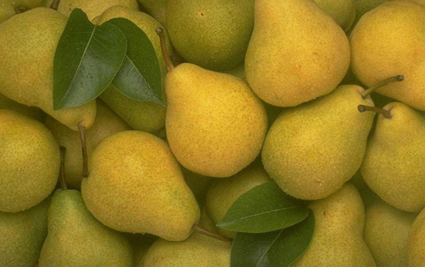 I migliori gradi di pere: descrizioni, piantatura e cura, foto